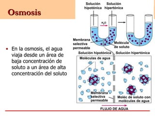 Osmosis
• En la osmosis, el agua
viaja desde un área de
baja concentración de
soluto a un área de alta
concentración del soluto
Solución
hipotónica
Molécula
de soluto
Solución hipotónica
Solución
hipertónica
Membrana
selectiva
permeable
Solución hipertónica
Membrana
selectiva
permeable
FLUJO DE AGUA
Moléc de soluto con
moléculas de agua
Moléculas de agua
 