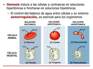 • Osmosis induce a las células a contraerse en soluciones
hipertónicas e hincharse en soluciones hipotónicas
– El control del balance de agua entre células y su entorno
osmorregulación, es esencial para los organismos
SOLUCION
ISOTONICA
SOLUCION
HIPOTONICA
SOLUCION
HIPERTONICA
(1) Normal
(4) Flacida
(2) Lisada
(5) Turgente
(3) Plasmolizada
(6) Plasmolizada
CELULA
ANIMAL
CELULA
VEGETAL
 