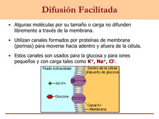 • Algunas moléculas por su tamaño o carga no difunden
libremente a través de la membrana.
• Utilizan canales formados por proteínas de membrana
(porinas) para moverse hacia adentro y afuera de la célula.
• Estos canales son usados para la glucosa y para iones
pequeños y con carga tales como K+, Na+, Cl-.
Difusión Facilitada
 