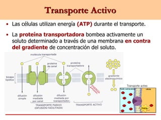 • Las células utilizan energía (ATP) durante el transporte.
• La proteína transportadora bombea activamente un
soluto determinado a través de una membrana en contra
del gradiente de concentración del soluto.
Transporte Activo
 