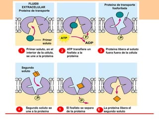 Proteína de transporte
1
FLUID0
EXTRACELULAR
Primer
soluto
Primer soluto, en el
interior de la célula,
se une a la proteína
Proteína de transporte
fosforilada
2
ATP transfiere un
fosfato a la
proteína
3
Proteína libera el soluto
fuera fuera de la célula
4 Segundo soluto se
une a la proteína
Segundo
soluto
5 El fosfato se separa
de la proteína
6
La proteína libera el
segundo soluto
 