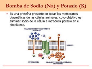 Bomba de Sodio (Na) y Potasio (K)
• Es una proteína presente en todas las membranas
plasmáticas de las células animales, cuyo objetivo es
eliminar sodio de la célula e introducir potasio en el
citoplasma.
 