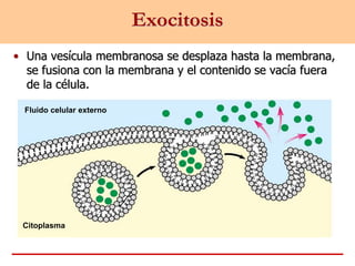Exocitosis
• Una vesícula membranosa se desplaza hasta la membrana,
se fusiona con la membrana y el contenido se vacía fuera
de la célula.
Fluido celular externo
Citoplasma
 