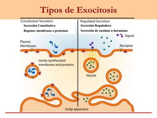Tipos de Exocitosis
Secreción Constitutiva
Reponer membrana o proteínas
Secreción Reguladora
Secreción de enzimas u hormonas
 