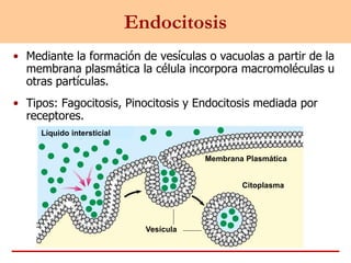 Endocitosis
• Mediante la formación de vesículas o vacuolas a partir de la
membrana plasmática la célula incorpora macromoléculas u
otras partículas.
• Tipos: Fagocitosis, Pinocitosis y Endocitosis mediada por
receptores.
Citoplasma
Líquido intersticial
Vesícula
Membrana Plasmática
 