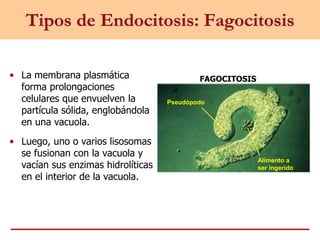 Tipos de Endocitosis: Fagocitosis
• La membrana plasmática
forma prolongaciones
celulares que envuelven la
partícula sólida, englobándola
en una vacuola.
• Luego, uno o varios lisosomas
se fusionan con la vacuola y
vacían sus enzimas hidrolíticas
en el interior de la vacuola.
Pseudópodo
Alimento a
ser ingerido
FAGOCITOSIS
 