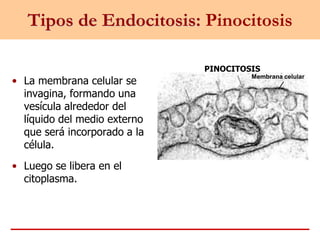Tipos de Endocitosis: Pinocitosis
• La membrana celular se
invagina, formando una
vesícula alrededor del
líquido del medio externo
que será incorporado a la
célula.
• Luego se libera en el
citoplasma.
Membrana celular
PINOCITOSIS
 