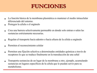 FUNCIONES
• La función básica de la membrana plasmática es mantener el medio intracelular
diferenciado del entorno.
• Protegen la célula o el orgánulo
• Crea una barrera selectivamente permeable en donde solo entran o salen las
sustancias estrictamente necesarias.
• Regulan el transporte hacia adentro o hacia afuera de la célula u orgánulo
• Permiten el reconocimiento celular
• Permiten una fijación selectiva a determinadas entidades químicas a través de
receptores lo que se traduce finalmente en la transducción de una señal
• Transporta sustancias de un lugar de la membrana a otro, ejemplo, acumulando
sustancias en lugares específicos de la célula que le puedan servir para su
metabolismo.
 
