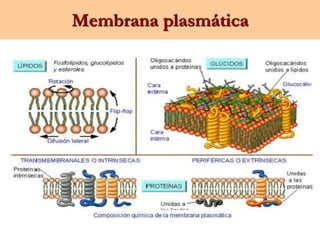Membrana plasmática
 