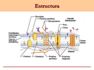 Estructura
 