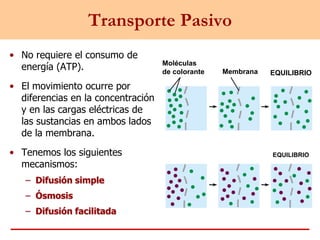 Transporte Pasivo
• No requiere el consumo de
energía (ATP).
• El movimiento ocurre por
diferencias en la concentración
y en las cargas eléctricas de
las sustancias en ambos lados
de la membrana.
• Tenemos los siguientes
mecanismos:
– Difusión simple
– Ósmosis
– Difusión facilitada
EQUILIBRIO
Moléculas
de colorante Membrana
EQUILIBRIO
 