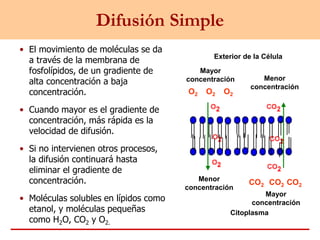Difusión Simple
• El movimiento de moléculas se da
a través de la membrana de
fosfolípidos, de un gradiente de
alta concentración a baja
concentración.
• Cuando mayor es el gradiente de
concentración, más rápida es la
velocidad de difusión.
• Si no intervienen otros procesos,
la difusión continuará hasta
eliminar el gradiente de
concentración.
• Moléculas solubles en lípidos como
etanol, y moléculas pequeñas
como H2O, CO2 y O2.
Citoplasma
Exterior de la Célula
O2
CO2 CO2
O2 O2
CO2
Mayor
concentración
Mayor
concentración
Menor
concentración
Menor
concentración
 