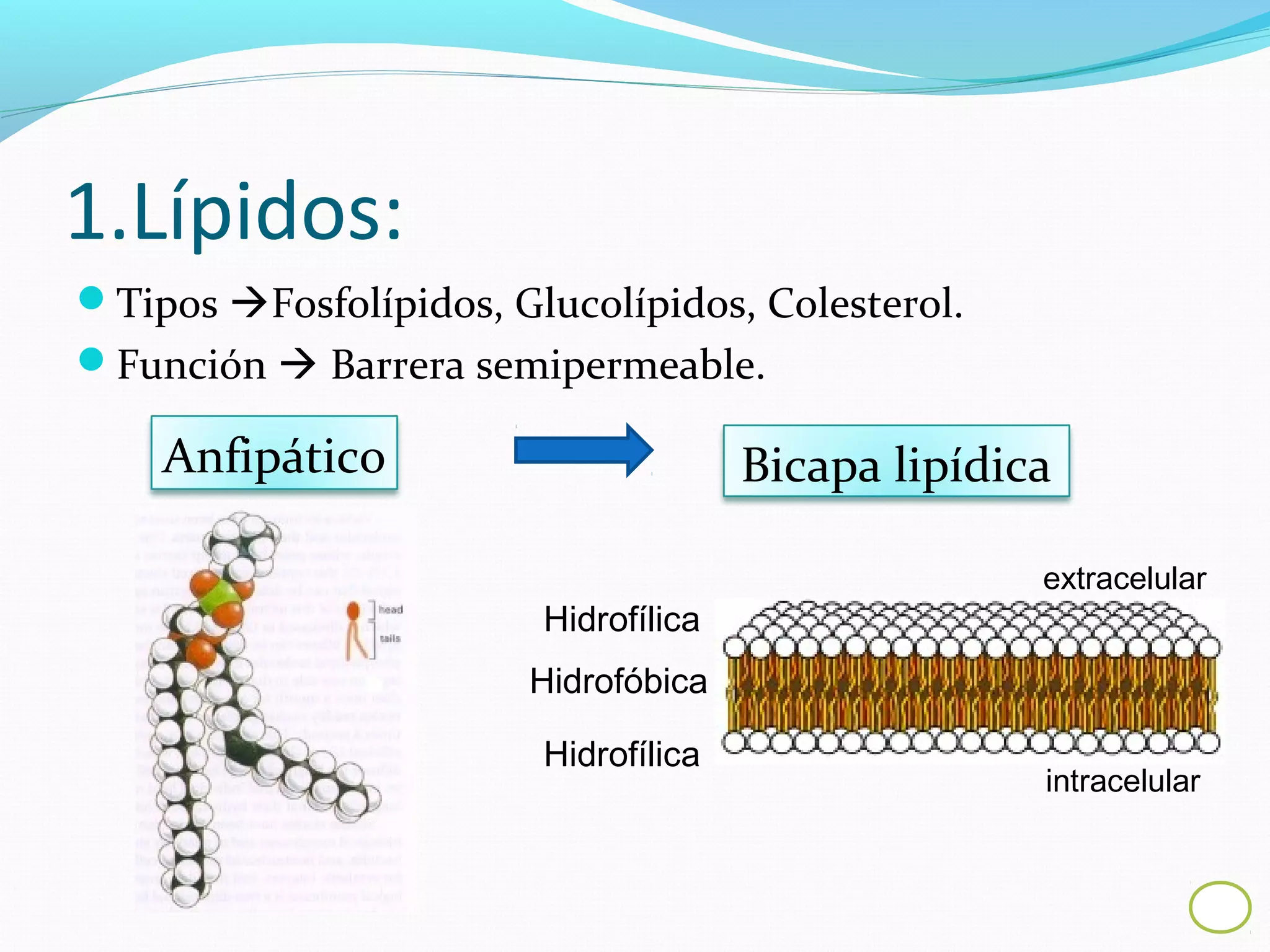 Membrana celular | PPT