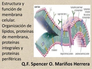 1
Estructura y
función de
membrana
celular.
Organización de
lípidos, proteínas
de membrana,
proteínas
integrales y
proteínas
periféricas
Q.F. Spencer O. Mariños Herrera
 