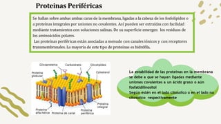 Proteinas Periféricas
Se hallan sobre ambas ambas caras de la membrana, ligadas a la cabeza de los fosfolípidos o
a proteí...