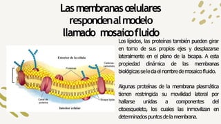 Lasmembranascelulares
respondenalmodelo
llamado mosaicofluido
Los lípidos, las proteínas también pueden girar
en torno de ...