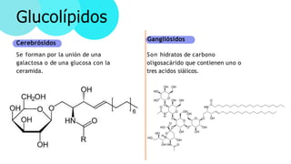 Glucolípidos
Cerebrósidos
Se forman por la unión de una
galactosa o de una glucosa con la
ceramida.
Gangliósidos
Son hidra...