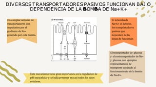 DIVERSOS TRANSPORTADORES PASIVOS FUNCIONAN BAJ O
DEPENDENCIA DE LA OM A DE Na+K+
Una amplia variedad de
transportadores so...