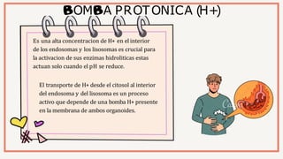 OM A PROTONICA (
H+
)
Es una alta concentracion de H+ en el interior
de los endosomas y los lisosomas es crucial para
la a...