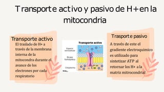 Transporte activo y pasivo de H+enla
mitocondria
Trasporte pasivo
A través de este el
gradiente electroquimico
es utilizad...