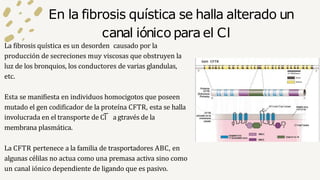 En la fibrosis quística se halla alterado un
canal iónico para el Cl
La fibrosis quística es un desorden causado por la
pr...