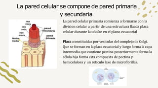 La pared celular se compone de pared primaria
y secundaria
La pared celular primaria comienza a formarse con la
division c...