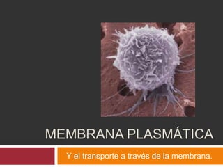 MEMBRANA PLASMÁTICA
Y el transporte a través de la membrana.
 