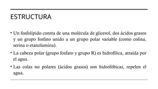 ESTRUCTURA
• Un fosfolípido consta de una molécula de glicerol, dos ácidos grasos
y un grupo fosfato unido a un grupo polar variable (como colina,
serina o etanolamina).
• La cabeza polar (grupo fosfato y grupo R) es hidrofílica, atraída por
el agua.
• Las colas no polares (ácidos grasos) son hidrofóbicas, repelen el
agua.
 