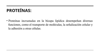 PROTEÍNAS:
• Proteínas incrustadas en la bicapa lipídica desempeñan diversas
funciones, como el transporte de moléculas, la señalización celular y
la adhesión a otras células.
 