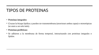 TIPOS DE PROTEINAS
• Proteínas integrales:
• Cruzan la bicapa lipídica y pueden ser transmembrana (atraviesan ambas capas) o monotópicas
(se unen a un solo lado).
• Proteínas periféricas:
• Se adhieren a la membrana de forma temporal, interactuando con proteínas integrales o
lípidos.
 