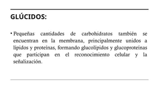 GLÚCIDOS:
• Pequeñas cantidades de carbohidratos también se
encuentran en la membrana, principalmente unidos a
lípidos y proteínas, formando glucolípidos y glucoproteínas
que participan en el reconocimiento celular y la
señalización.
 