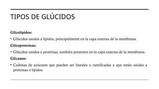 TIPOS DE GLÚCIDOS
Glicolípidos:
• Glúcidos unidos a lípidos, principalmente en la capa externa de la membrana.
Glicoproteínas:
• Glúcidos unidos a proteínas, también presentes en la capa externa de la membrana.
Glicanos:
• Cadenas de azúcares que pueden ser lineales o ramificadas y que están unidas a
proteínas o lípidos.
 