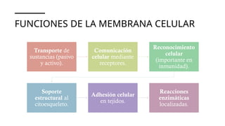 FUNCIONES DE LA MEMBRANA CELULAR
Transporte de
sustancias (pasivo
y activo).
Comunicación
celular mediante
receptores.
Reconocimiento
celular
(importante en
inmunidad).
Soporte
estructural al
citoesqueleto.
Adhesión celular
en tejidos.
Reacciones
enzimáticas
localizadas.
 