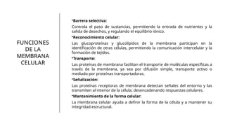 FUNCIONES
DE LA
MEMBRANA
CELULAR
•Barrera selectiva:
Controla el paso de sustancias, permitiendo la entrada de nutrientes y la
salida de desechos, y regulando el equilibrio iónico.
•Reconocimiento celular:
Las glucoproteínas y glucolípidos de la membrana participan en la
identificación de otras células, permitiendo la comunicación intercelular y la
formación de tejidos.
•Transporte:
Las proteínas de membrana facilitan el transporte de moléculas específicas a
través de la membrana, ya sea por difusión simple, transporte activo o
mediado por proteínas transportadoras.
•Señalización:
Las proteínas receptoras de membrana detectan señales del entorno y las
transmiten al interior de la célula, desencadenando respuestas celulares.
•Mantenimiento de la forma celular:
La membrana celular ayuda a definir la forma de la célula y a mantener su
integridad estructural.
 