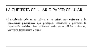 LA CUBIERTA CELULAR O PARED CELULAR
• La cubierta celular se refiere a las estructuras externas a la
membrana plasmática, que protegen, reconocen y permiten la
interacción celular. Esta cubierta varía entre células animales,
vegetales, bacterianas y otras.
 
