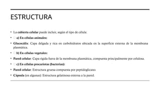 ESTRUCTURA
• La cubierta celular puede incluir, según el tipo de célula:
• 🧱 a) En células animales:
• Glucocálix: Capa delgada y rica en carbohidratos ubicada en la superficie externa de la membrana
plasmática.
• 🌱 b) En células vegetales:
• Pared celular: Capa rígida fuera de la membrana plasmática, compuesta principalmente por celulosa.
• 🦠 c) En células procariotas (bacterias):
• Pared celular: Estructura gruesa compuesta por peptidoglicano.
• Cápsula (en algunas): Estructura gelatinosa externa a la pared.
 