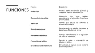 FUNCIONES
Función Descripción
Protección
Frente a daños mecánicos, químicos y
biológicos. Evita la deshidratación.
Reconocimiento celular
Interacción con otras células,
especialmente el glucocálix. Importante
en inmunidad.
Adhesión
Permite que células se adhieran a
superficies o entre sí.
Soporte estructural
Especialmente en células vegetales y
bacterianas. Mantiene la forma.
Intercambio selectivo
Participa indirectamente en la regulación
del paso de sustancias.
Formación de tejidos
Permite la unión y organización de
células en tejidos.
Evasión del sistema inmune
En bacterias, la cápsula puede ayudar a
evitar la fagocitosis.
 