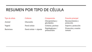 RESUMEN POR TIPO DE CÉLULA
Tipo de célula Cubierta Composición Función principal
Animal Glucocálix
Glicoproteínas y
glicolípidos
Reconocimiento y
protección
Vegetal Pared celular Celulosa, pectinas Soporte y protección
Bacteriana Pared celular + cápsula
Peptidoglicano /
polisacáridos
Protección y evasión
inmune
 