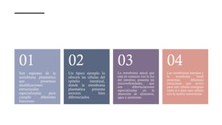 Son regiones de la
membrana plasmática
que presentan
modificaciones
estructurales
especializadas para
cumplir diferentes
funciones.
01
Un típico ejemplo lo
ofrecen las células del
epitelio intestinal,
donde la membrana
plasmática presenta
sectores bien
diferenciados.
02
La membrana apical que
está en contacto con la luz
del intestino, presenta las
microvellosidades, que
son diferenciaciones
especializadas en la
absorción de alimentos,
agua y nutrientes.
03
Las membranas laterales y
la membrana basal
presentan diferentes
estructuras que sirven
para unir células contiguas
entre sí o para unir células
con la matriz extracelular.
04
 