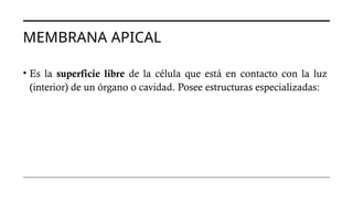 MEMBRANA APICAL
• Es la superficie libre de la célula que está en contacto con la luz
(interior) de un órgano o cavidad. Posee estructuras especializadas:
 