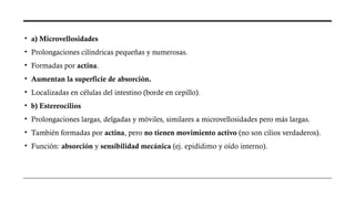 • a) Microvellosidades
• Prolongaciones cilíndricas pequeñas y numerosas.
• Formadas por actina.
• Aumentan la superficie de absorción.
• Localizadas en células del intestino (borde en cepillo).
• b) Estereocilios
• Prolongaciones largas, delgadas y móviles, similares a microvellosidades pero más largas.
• También formadas por actina, pero no tienen movimiento activo (no son cilios verdaderos).
• Función: absorción y sensibilidad mecánica (ej. epidídimo y oído interno).
 