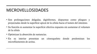 MICROVELLOSIDADES
• Son prolongaciones delgadas, digitiformes, dispuestas como pliegues y
proyectadas desde la superficie apical de la célula hacia el lumen del intestino.
• Su función es aumentar la superficie efectiva expuesta sin aumentar el volumen
de la célula
• Optimizan la absorción de sustancias.
• En su interior presentan un citoesqueleto donde predominan los
microfilamentos de actina.
 