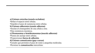 a) Uniones estrechas (zonula occludens)
•Sellan el espacio entre células.
•Impiden el paso de sustancias entre células.
b) Uniones adherentes (zonula adherens)
•Anclan el citoesqueleto de una célula a otra.
•Dan resistencia mecánica.
c) Desmosomas o hemidesmosomas (macula adherens)
•Puntos de anclaje entre células.
•Proporcionan fuerza de adhesión.
d) Uniones comunicantes (gap o nexos)
•Canales que permiten el paso de iones y pequeñas moléculas.
•Permiten la comunicación intercelular.
 