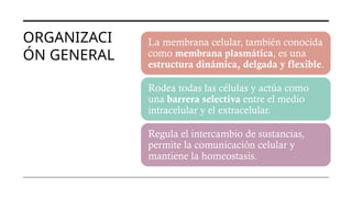 ORGANIZACI
ÓN GENERAL
La membrana celular, también conocida
como membrana plasmática, es una
estructura dinámica, delgada y flexible.
Rodea todas las células y actúa como
una barrera selectiva entre el medio
intracelular y el extracelular.
Regula el intercambio de sustancias,
permite la comunicación celular y
mantiene la homeostasis.
 