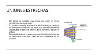UNIONES ESTRECHAS
• Son zonas de contacto muy íntimo que crean un cierre
hermético en forma de anillo.
• Su función primordial es impedir la difusión de agua y solutos
por el espacio intersticial, de modo que todo el intercambio
se produzca únicamente a través de la membrana apical del
epitelio.
• Estructuralmente se produce por un entramado de proteínas
de membrana entre las cuales la más importante es la
ocludina.
 
