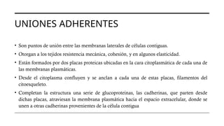 UNIONES ADHERENTES
• Son puntos de unión entre las membranas laterales de células contiguas.
• Otorgan a los tejidos resistencia mecánica, cohesión, y en algunos elasticidad.
• Están formados por dos placas proteicas ubicadas en la cara citoplasmática de cada una de
las membranas plasmáticas.
• Desde el citoplasma confluyen y se anclan a cada una de estas placas, filamentos del
citoesqueleto.
• Completan la estructura una serie de glucoproteinas, las cadherinas, que parten desde
dichas placas, atraviesan la membrana plasmática hacia el espacio extracelular, donde se
unen a otras cadherinas provenientes de la célula contigua
 