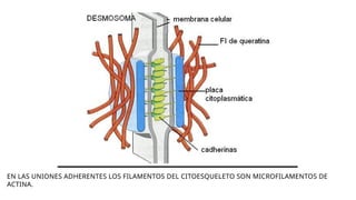 EN LAS UNIONES ADHERENTES LOS FILAMENTOS DEL CITOESQUELETO SON MICROFILAMENTOS DE
ACTINA.
 