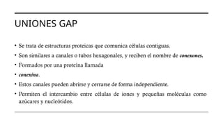 UNIONES GAP
• Se trata de estructuras proteicas que comunica células contiguas.
• Son similares a canales o tubos hexagonales, y reciben el nombre de conexones.
• Formados por una proteína llamada
• conexina.
• Estos canales pueden abrirse y cerrarse de forma independiente.
• Permiten el intercambio entre células de iones y pequeñas moléculas como
azúcares y nucleótidos.
 