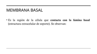 MEMBRANA BASAL
• Es la región de la célula que contacta con la lámina basal
(estructura extracelular de soporte). Se observan:
 