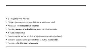 • a) Invaginaciones basales
• Pliegues que aumentan la superficie de la membrana basal.
• Asociadas con mitocondrias cercanas.
• Función: transporte activo intenso, como en túbulos renales.
• b) Hemidesmosomas
• Estructuras que anclan la célula al tejido subyacente (lámina basal).
• Similares a desmosomas pero unidos a la matriz extracelular.
• Función: adhesión fuerte al sustrato.
 